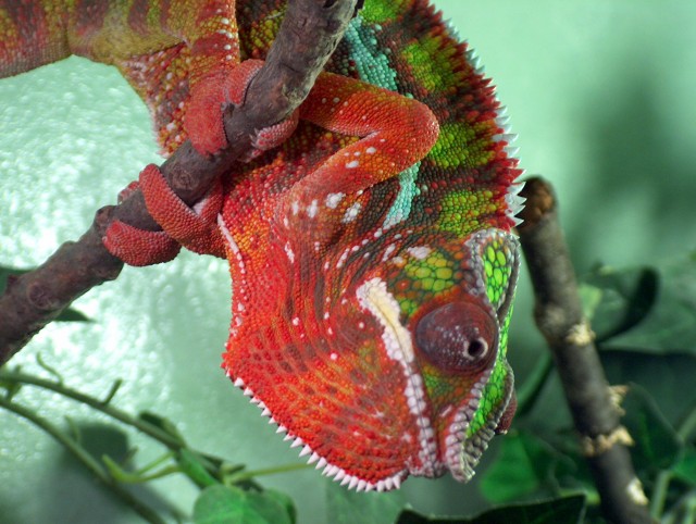 Furcifer Pardalis - Chamaeleon - hemsbach