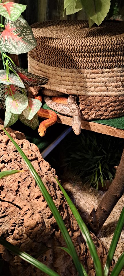 2 Kornnattern mit großem Terrarium!!! - Schlangen - Stolberg
