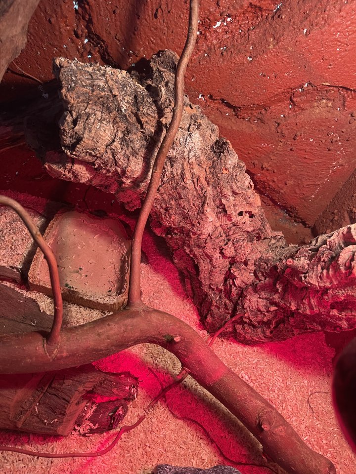 Terrarium mit besatz - Schlangen - Lastrup