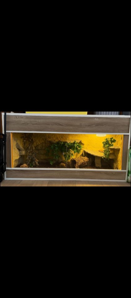 Kornnatter Pärchen abzugeben - Schlangen - Plauen