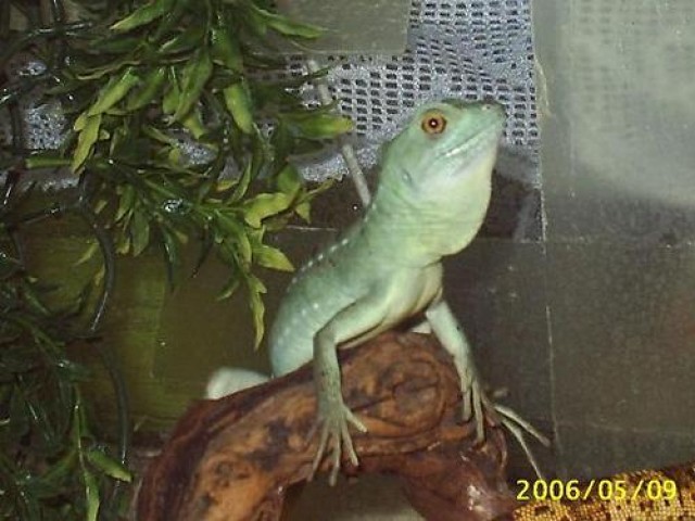 1.0 Stirnlappenbasilisk - Schlangen Basilisk - berlin