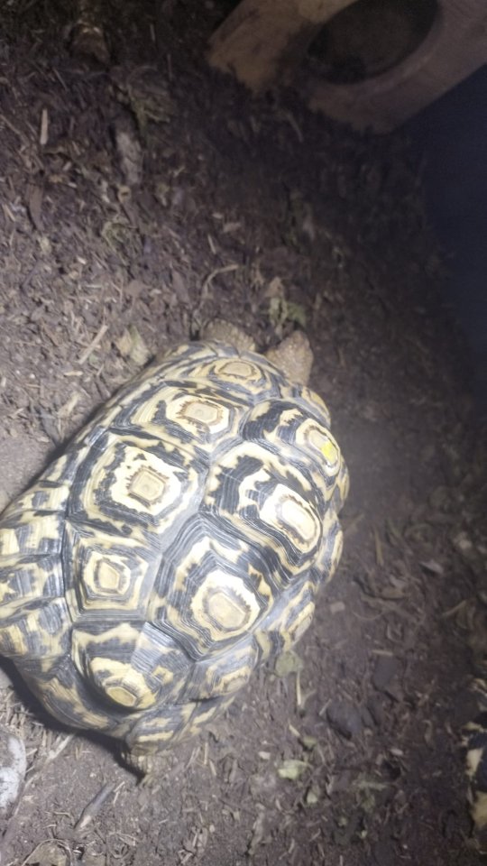 Paradalis Landschildkröten - Schildkroeten - Auggen