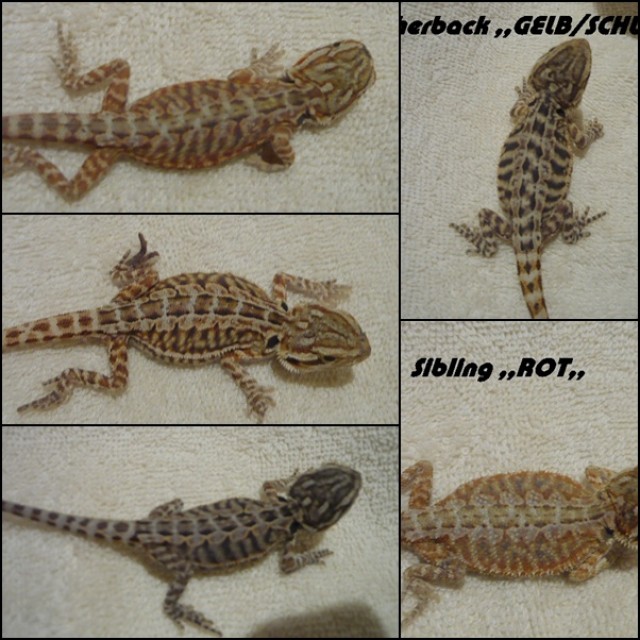 Leatherback Bartagamen red, yellow, hypo - Bartagame Farbbartagame - Kleinostheim