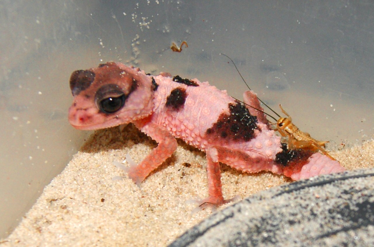 1.0 Nephrurus cinctus, CB 2023 , Rauer Knopfschwanzgecko - Gecko - Potsdam
