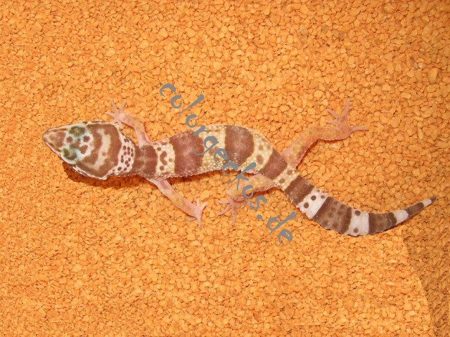 Leopardgeckonachzuchten und adulte Männchen abzugeben - Echsen - Gera
