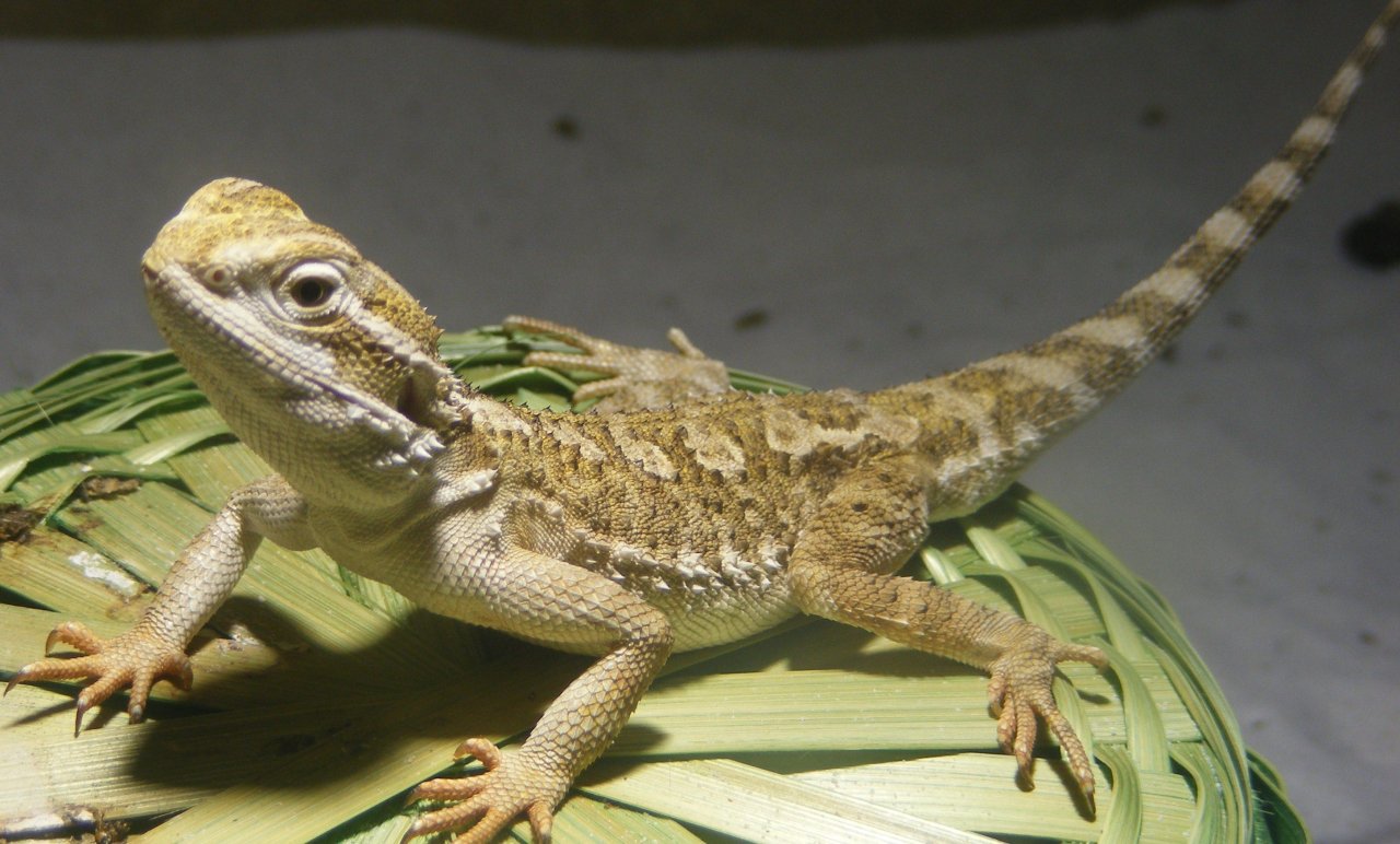 Zwergbartagame, Leopardgecko - Bartagame - Neukieritzsch/OT Deutzen