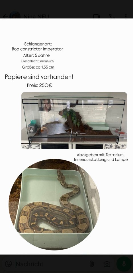 Boa Schlange mit Terrarium - Schlangen - Köln