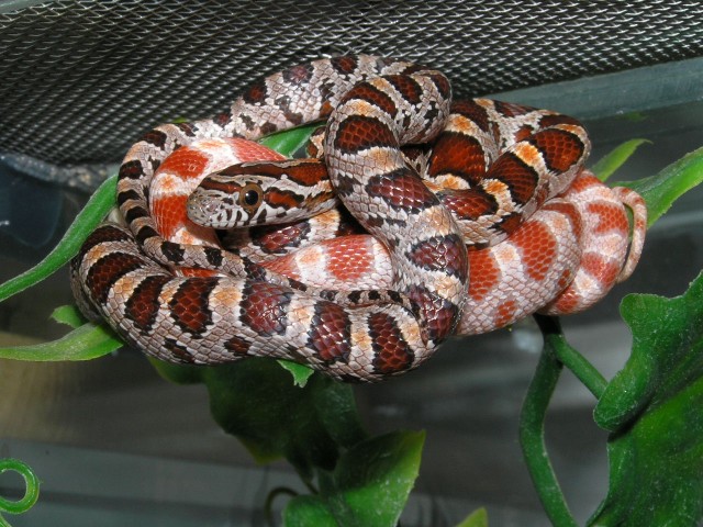 Verschiedene Kornnattern von 06 - Schlangen Natter - Hiddenhausen