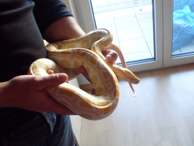 1.1 Tigerpython het Granit - Schlangen Python - Lebach