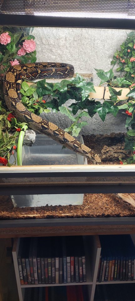 Boa zu verkaufen/ggf mit Terrarium - Schlangen - Eupen