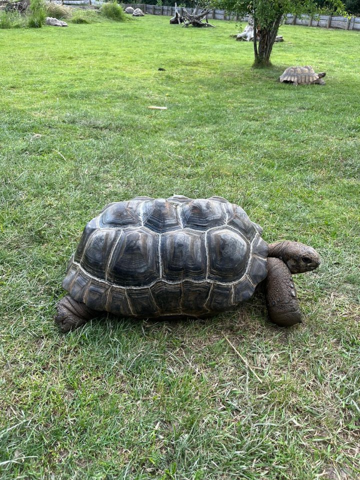 Aldabra Riesenschildkröten - Schildkroeten - Döbrichau