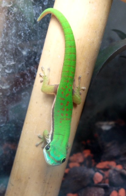 Biete Phelsuma nigristriata ENZ - Gecko - München