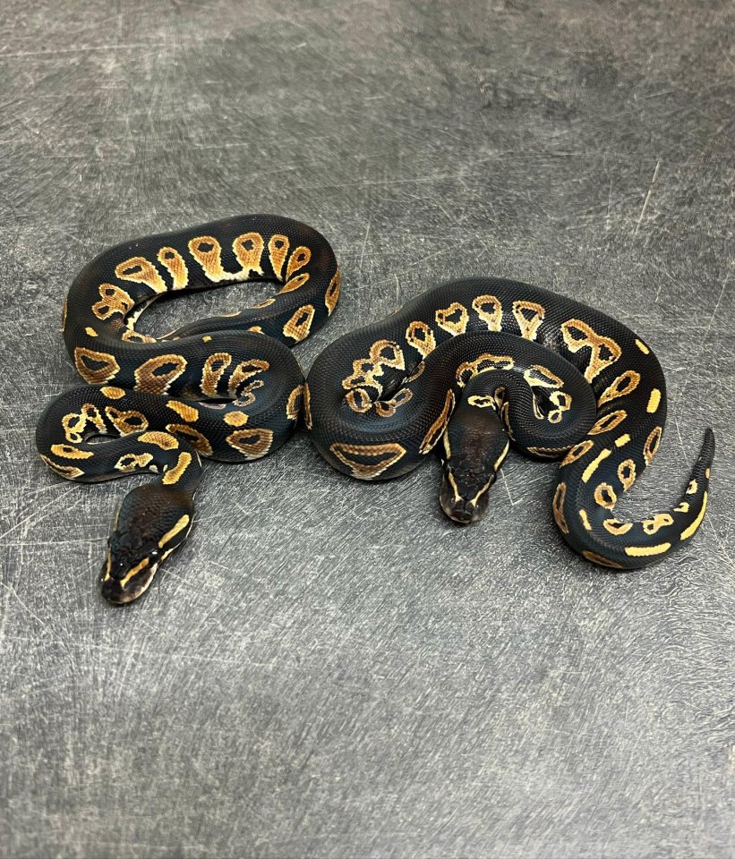 1.1 Seltene Arten von Gorilla-Kugelpythons - Schlangen - Berlin
