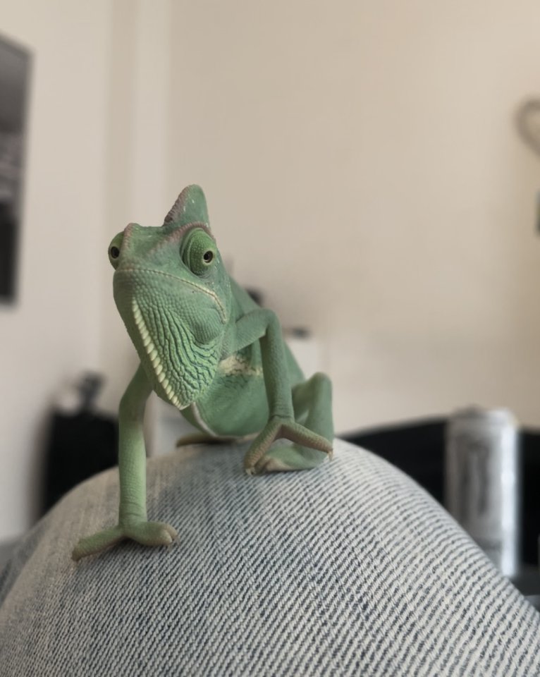 Jemen Chamäleon weiblich - Chamaeleon - Ratingen