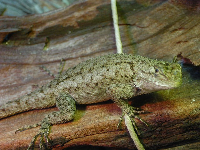 Sceloporus Malachiticus - Malachit-Stachelleguane 0,2 abzugeben - Leguan - Freiburg i.Br.