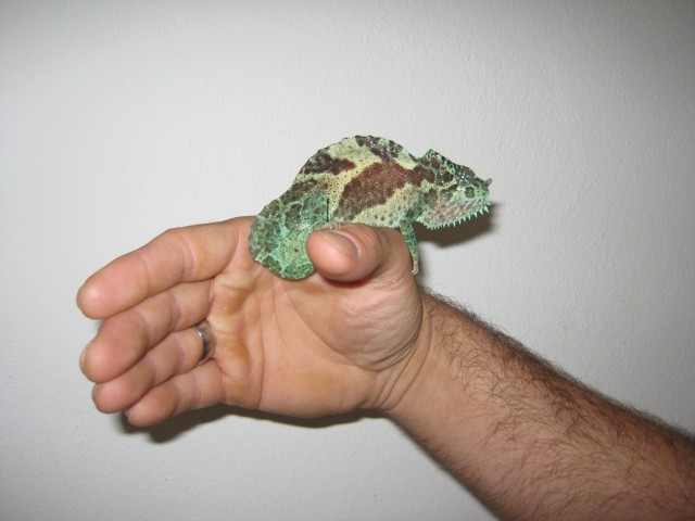 Chamaeleo trioceros quadricornis Vierhornchamäleon 1.0 Bökchen kl-mt Groß DNZ - Chamaeleon - Koblenz