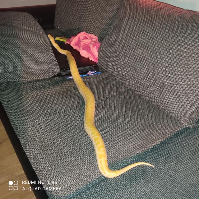 Pearl Albino het Tigerpython - Schlangen Python - Grebenau