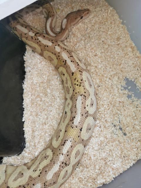 Königspython - Schlangen Python - Schauenburg