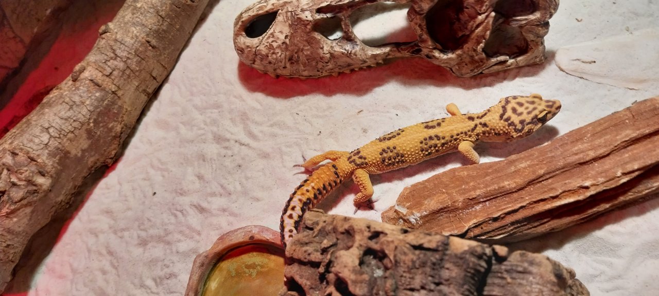 Leopardgecko 2,5 Jahre alt - Gecko - Dessau-Roßlau