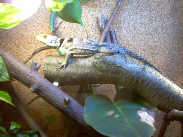 Großer Baumleguan Paar 1.1 - Leguan - 
