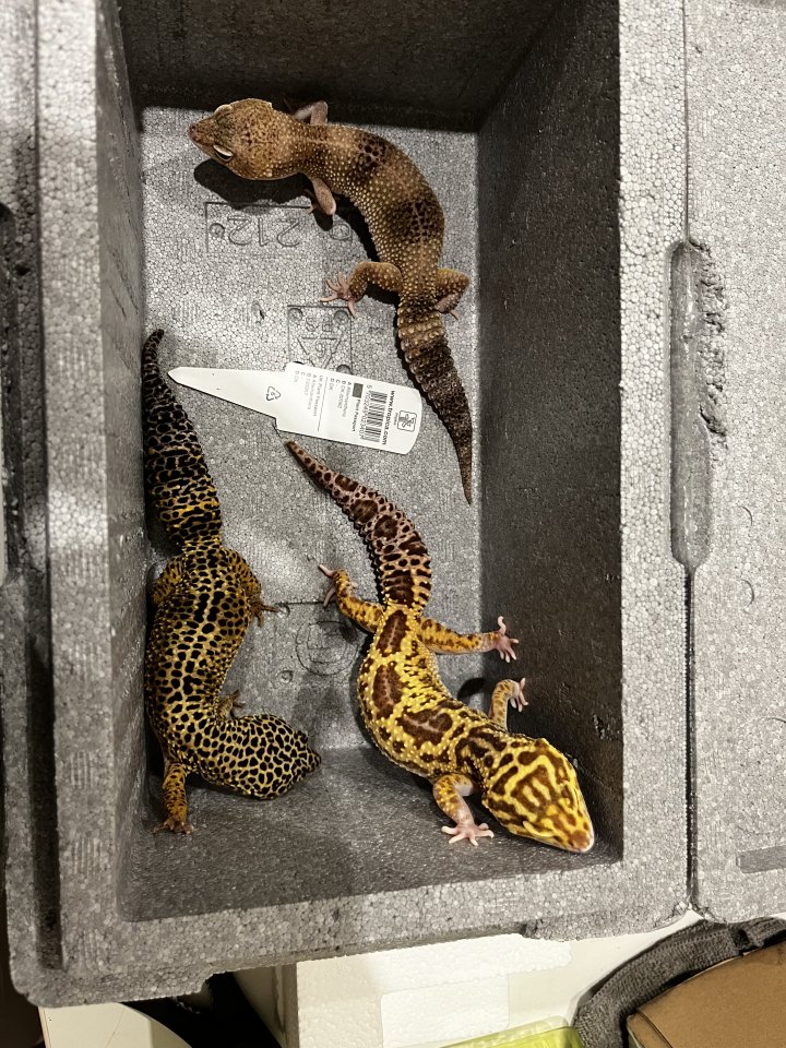 3 neugierige Leopardgeckodamen - Gecko - Schwalmtal