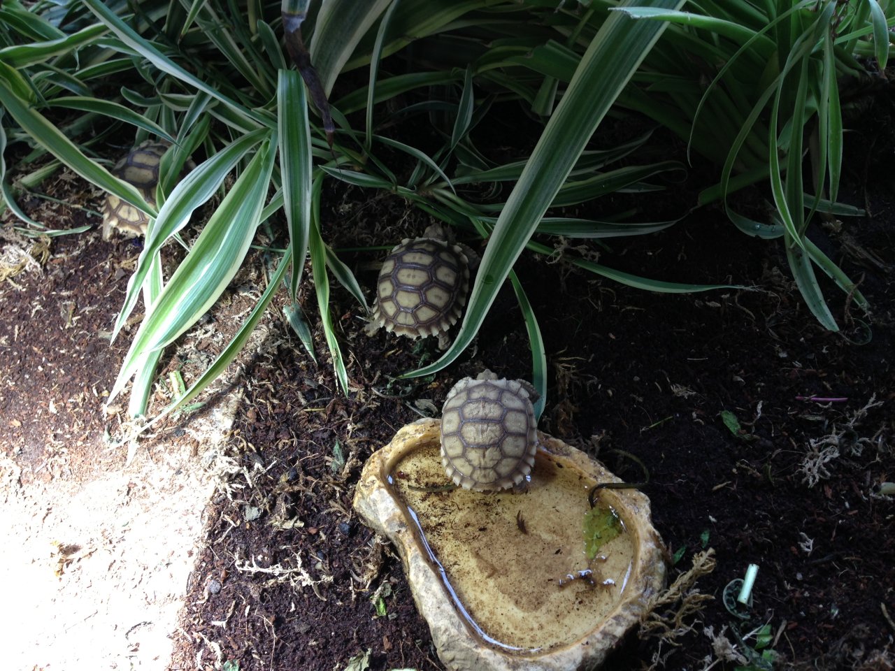 Spornschildkröte (Geochelone sulcata) - Schildkroeten - Arneburg