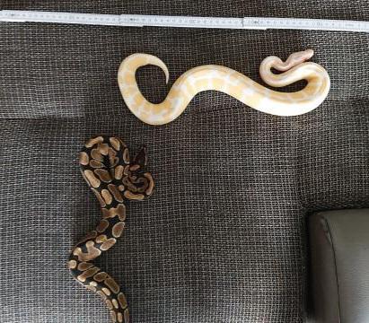 2 königspython mit terrarium - Schlangen Python - Dorsten