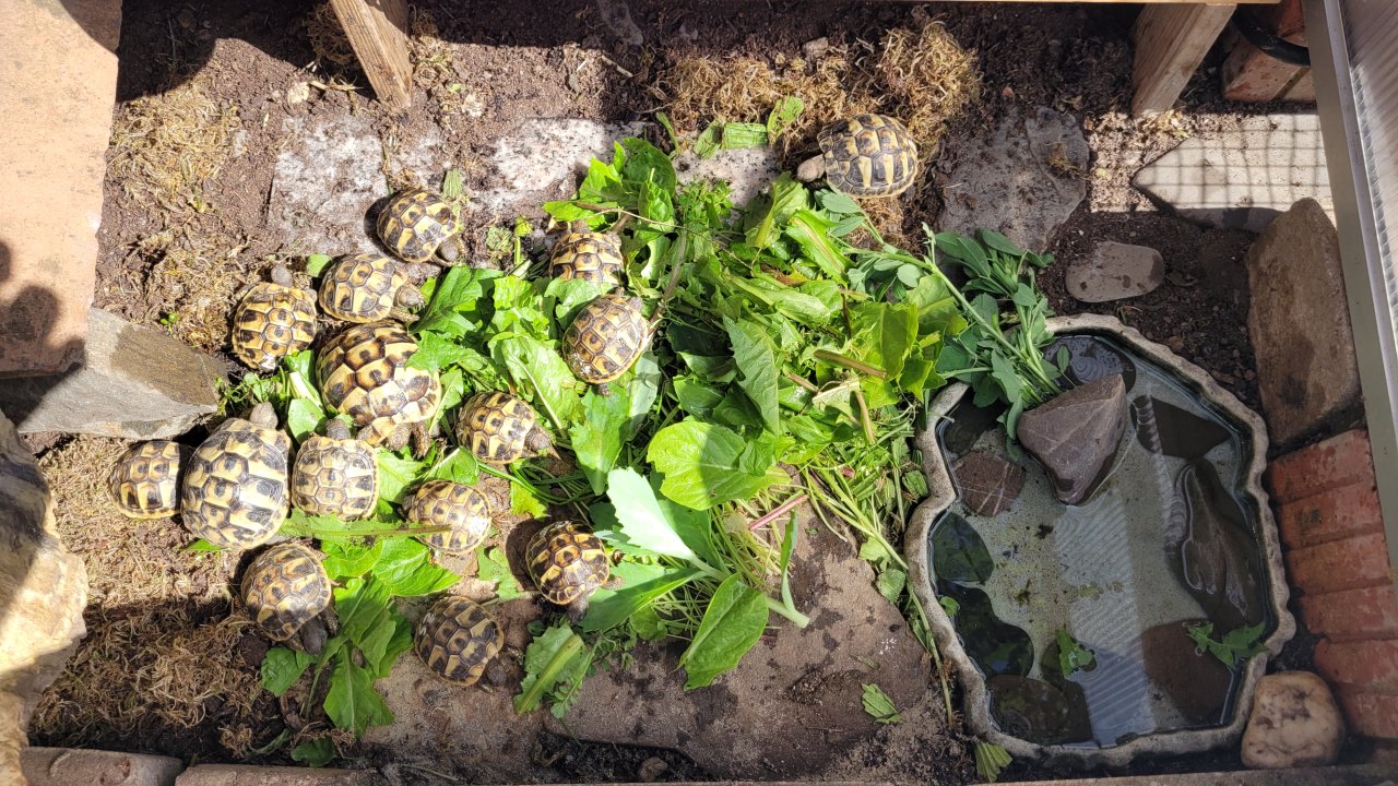 Griechische Landschildkröten – NZ 2022 und NZ 2023 - Schildkroeten - Düsseldorf