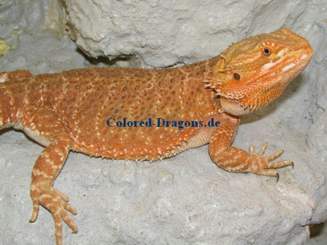 Nachzuchten Sandfire x Hypo-Red/Chris Allen Red - Bartagame Farbbartagame - Magdeburg