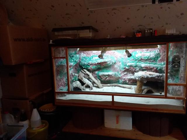 Zwergbartagame mit Terrarium (Holz ) zu Verkaufen - Bartagame Zwergbartagame - Ebsdorfergrund