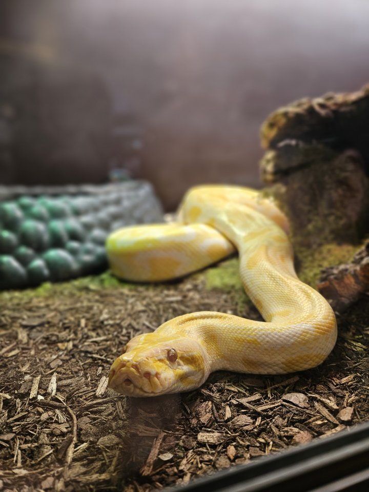 Albino Tigerpython 4 Jahre alt zu Verkaufen - Schlangen - Köln