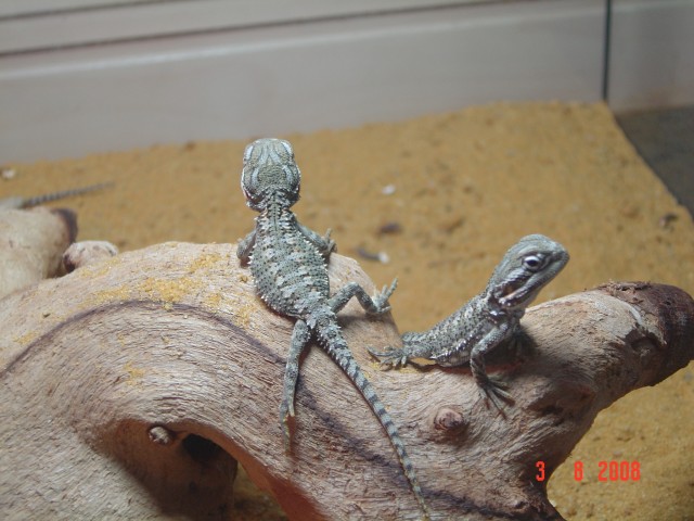 Zwergbartagamen - Bartagame Zwergbartagame - hameln