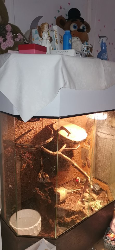 2 königspythen zum Verkauf an - Schlangen - Wuppertal