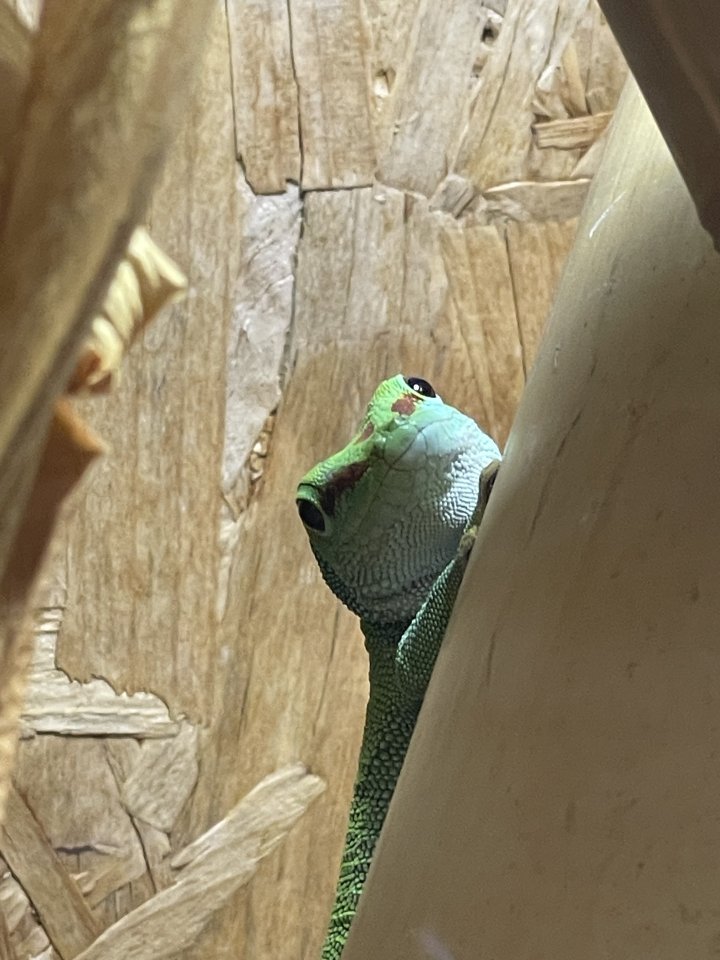 Madagaskar Taggecko abzugeben - Gecko - Halle