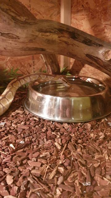 Verkaufe Königspython Pärchen  - Schlangen Python - Krauthausen