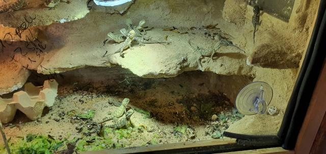 Zwergbartagamen Jungtiere Babys Zwergen Nachzucht  - Bartagame Zwergbartagame - Lemgo