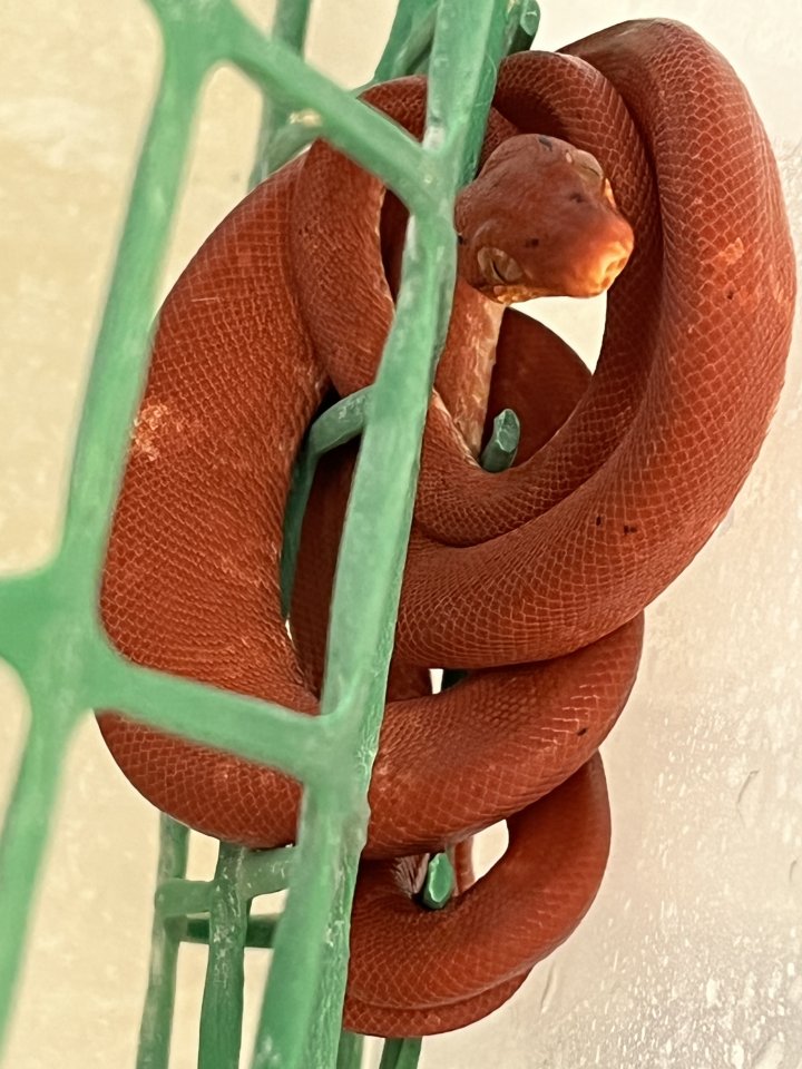 Corallus Hortulanus NZ22 Calico , Red , Bicolor - Schlangen - Langenpreising
