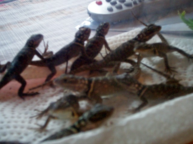 Blaue Stachelleguane - Leguan - Haigerloch