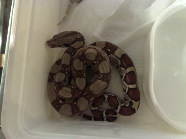 Boa constrictor Babys  - Schlangen Boa - Herzogenrath