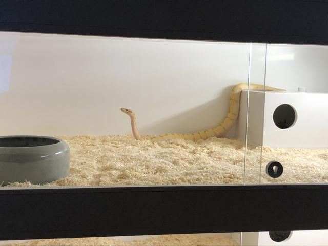 Königspythons Bumblebee,Banana Bumblebee,pastawe - Schlangen Python - Preußisch oldendorf 