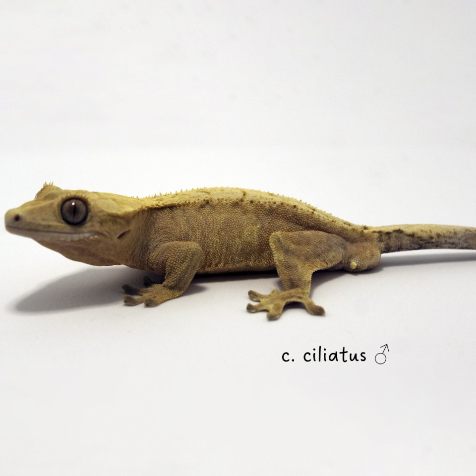 Kronenkopf- und Leopardgeckos zum Verkauf - Gecko - Cottbus