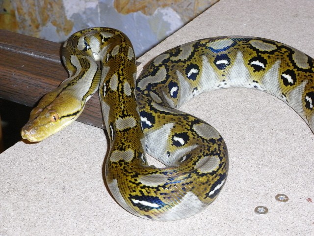 Python reticulatus - Schlangen Python - Bad Kissingen