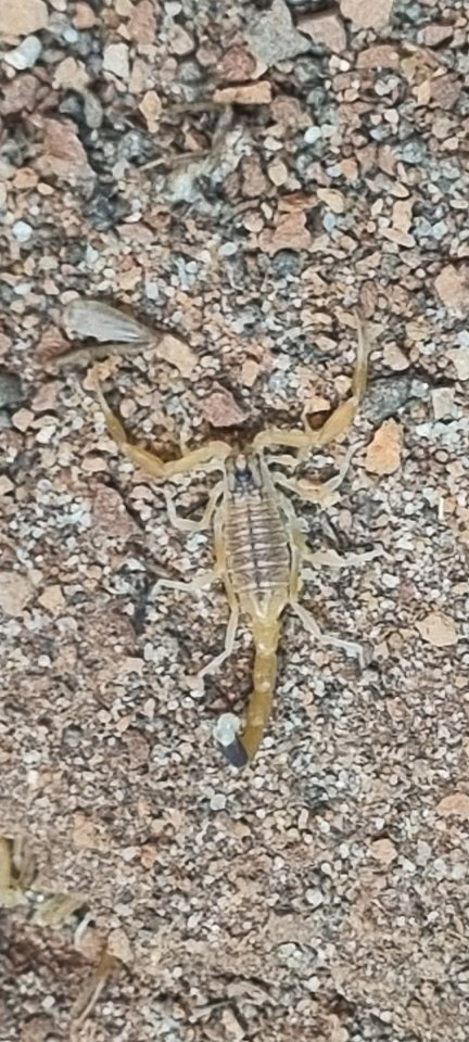 Leiurus quinquestriatus - Gelber Mittelmeerskorpion  - Sonstige Reptilien - Halle Saale