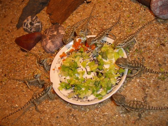 10x 4wochen alte Baby Zwergbartagamen (Henrylawsoni) - Bartagame Zwergbartagame - Düsseldorf