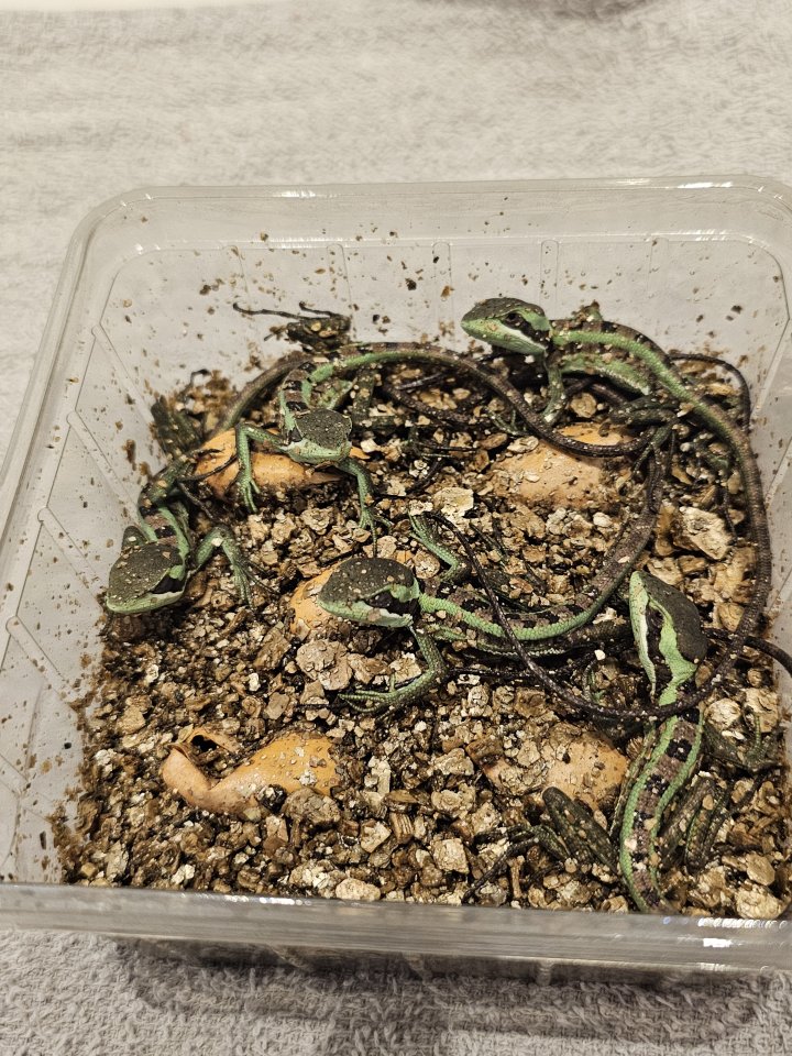 Kronenbasilisken NZ26 - Leguan - Sinzheim