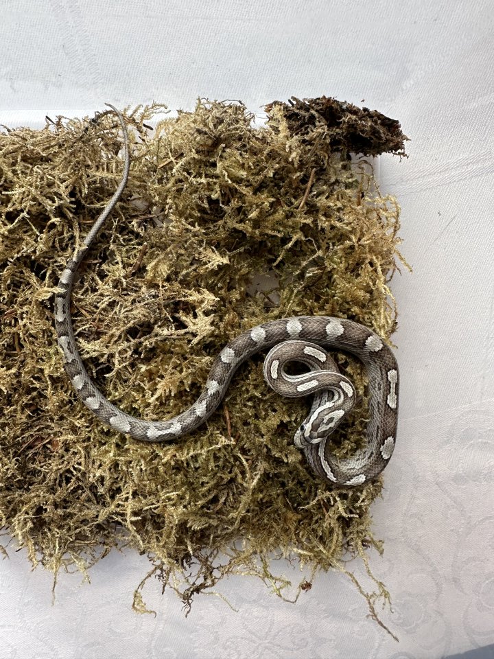 Kornnatter 0,1 Anery Caramel Motley - Schlangen - Großengottern