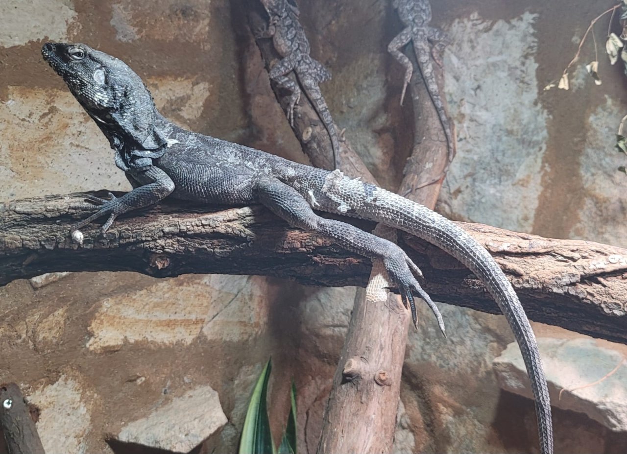 Kragenechse (Chlamydosaurus kingii) Bock 1-0-0 Verkauf oder Tausch - Echsen - Borna
