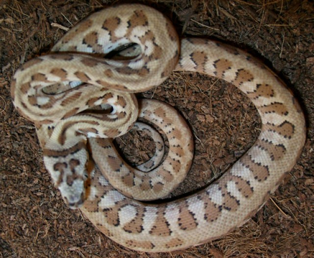 TEPPICHPYTHON HYPO JAGUAR UND SIBLINGS AUS 2010 - Schlangen Python - Frankfurt