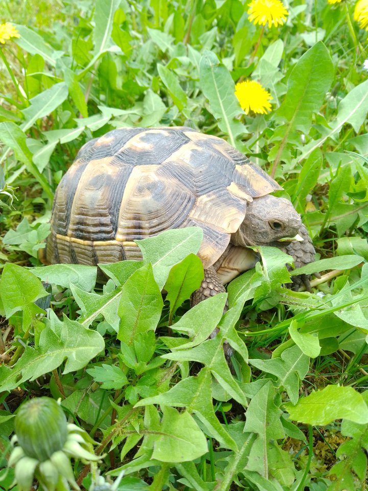 Griechische/Maurische Landschildkröte (testudo graeca) - Schildkroeten - Friedberg