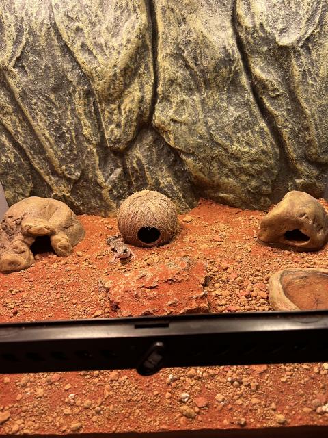 Gecko mit Terrarium  - Gecko - Wentorf 